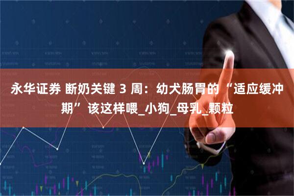 永华证券 断奶关键 3 周：幼犬肠胃的 “适应缓冲期” 该这样喂_小狗_母乳_颗粒